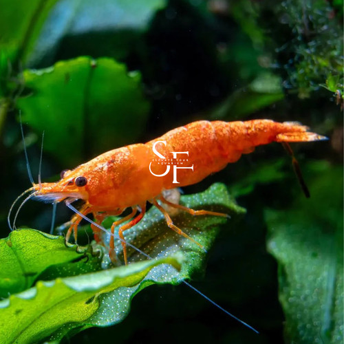 Orange sunkist freshwater - orange,