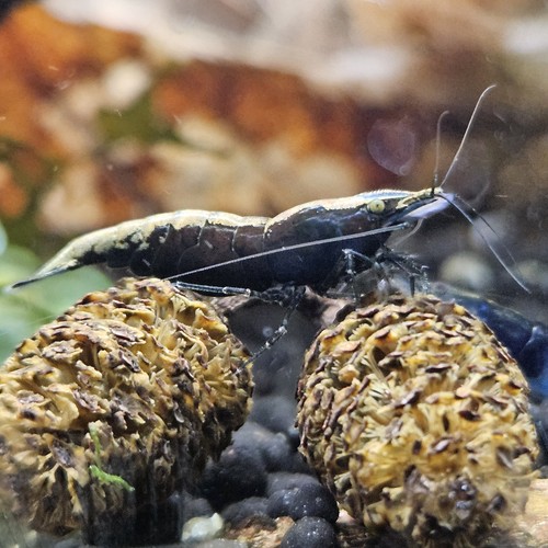 Wild type dwarf shrimp - wild,